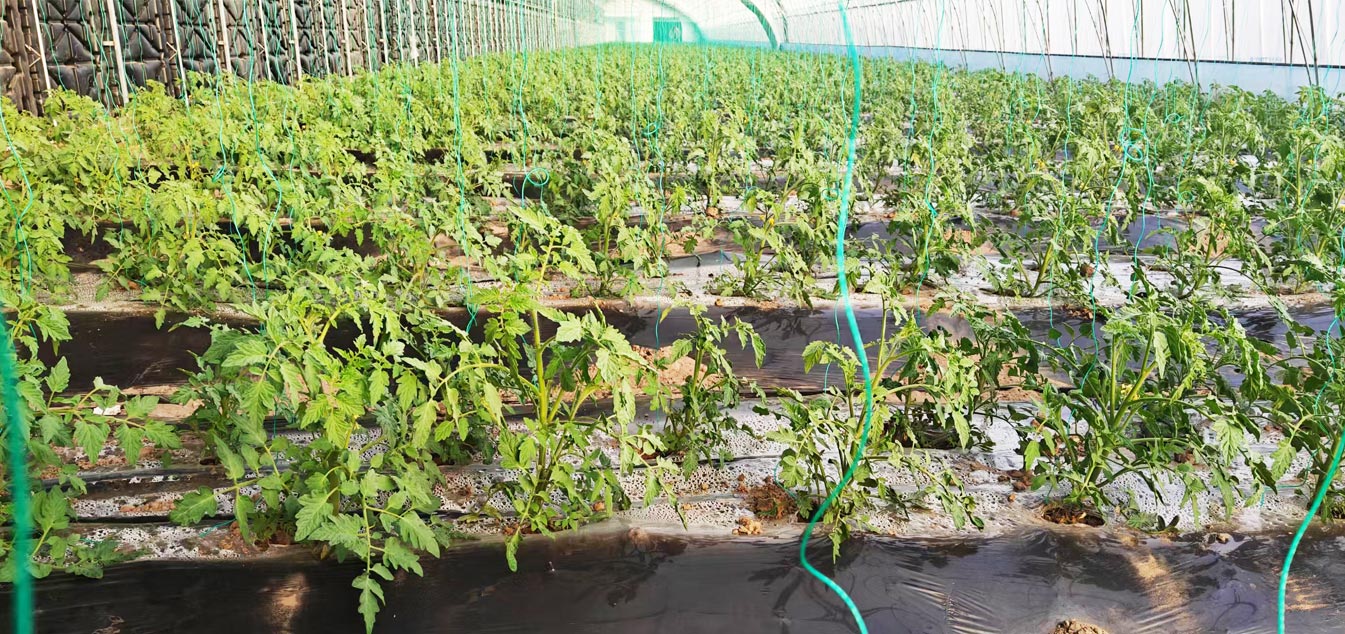 準格爾旗現代設施農業科技轉化示范園_13.jpg 準格爾旗現代設施農業科技轉化示范園_13.jpg