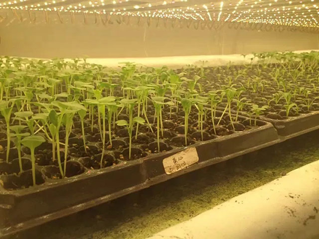 undefined “呼和浩特大棚”